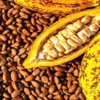 Sundried-Cocoa-Beans